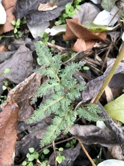 Sceptridium dissectum dissectum