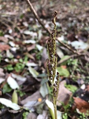 Sceptridium dissectum dissectum