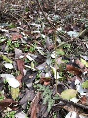 Sceptridium dissectum dissectum