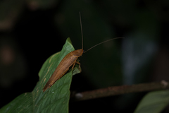 Pseudophoraspis nebulosa