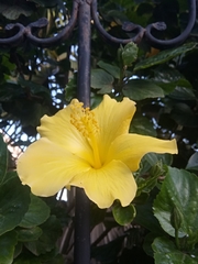 Hibiscus rosa-sinensis