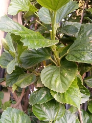 Hibiscus rosa-sinensis