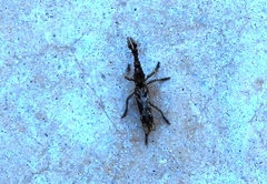 Ulocerus mexicanus