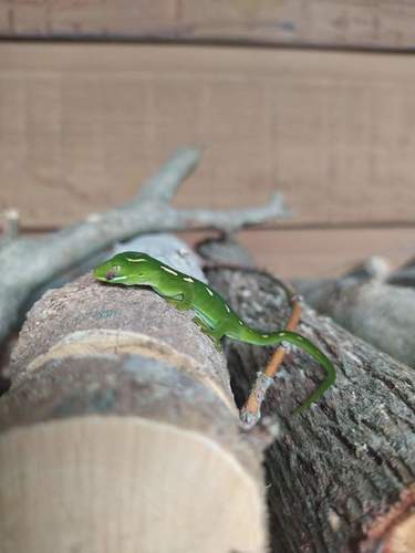 Wellington Green gecko, Naultinus punctatus