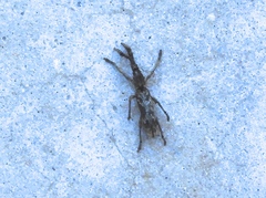 Ulocerus mexicanus