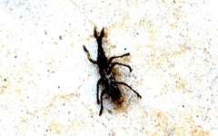 Ulocerus mexicanus
