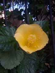 Hibiscus rosa-sinensis