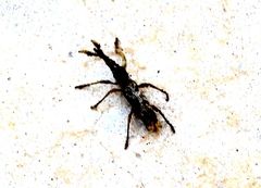 Ulocerus mexicanus