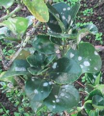 Magnoliopsida