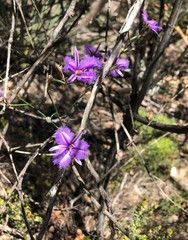 Thysanotus racemoides
