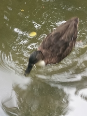 Anas platyrhynchos domesticus