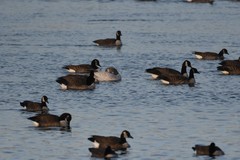 Branta canadensis