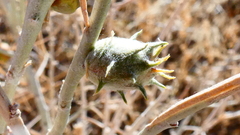 Rhopalomyia utahensis