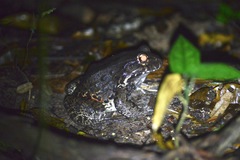 Leptodactylus vastus