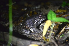 Leptodactylus vastus