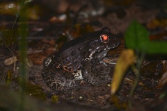 Leptodactylus vastus