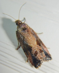 Endothenia nubilana
