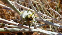 Rhopalomyia utahensis