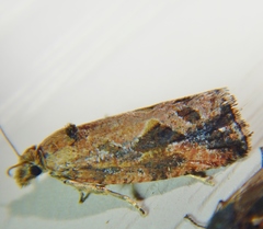 Endothenia nubilana