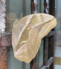 Eryphanis lycomedon