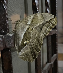 Eryphanis lycomedon