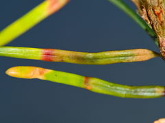 Contarinia pseudotsugae