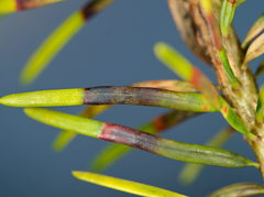 Contarinia pseudotsugae