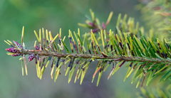 Contarinia pseudotsugae