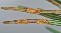 Contarinia pseudotsugae