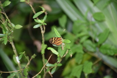 Mechanitis polymnia kayei