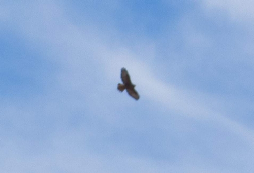 კაკაჩა (Buteo)