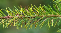 Contarinia pseudotsugae