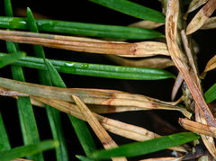 Contarinia pseudotsugae