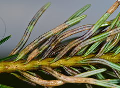 Contarinia pseudotsugae