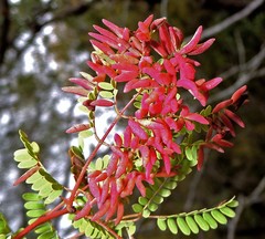 Libidibia paraguariensis