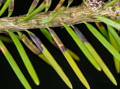 Contarinia pseudotsugae