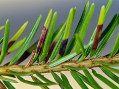 Contarinia pseudotsugae