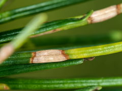 Contarinia pseudotsugae