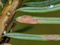 Contarinia pseudotsugae
