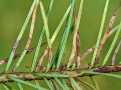 Contarinia pseudotsugae