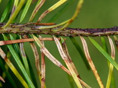 Contarinia pseudotsugae