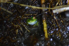 Aplastodiscus sibilatus