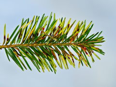 Contarinia pseudotsugae