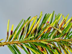 Contarinia pseudotsugae