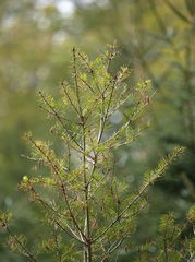 Contarinia pseudotsugae