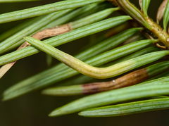 Contarinia pseudotsugae