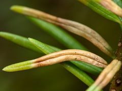 Contarinia pseudotsugae