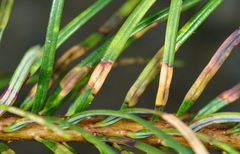 Contarinia pseudotsugae