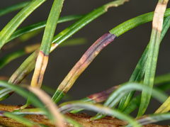 Contarinia pseudotsugae