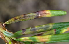 Contarinia pseudotsugae